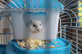 Hamster2