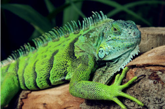 Iguana