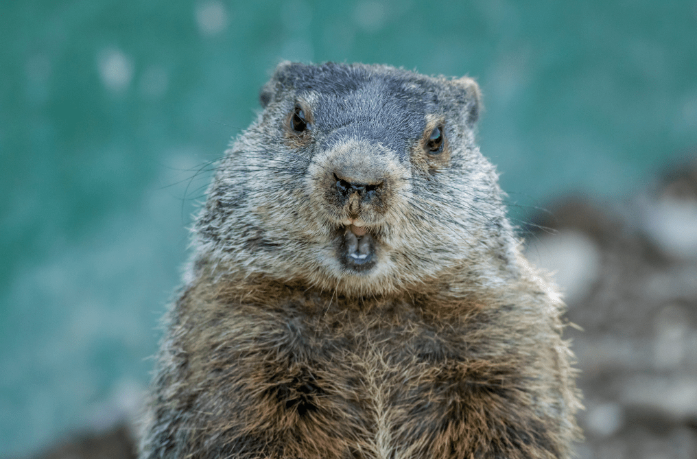 Groundhog