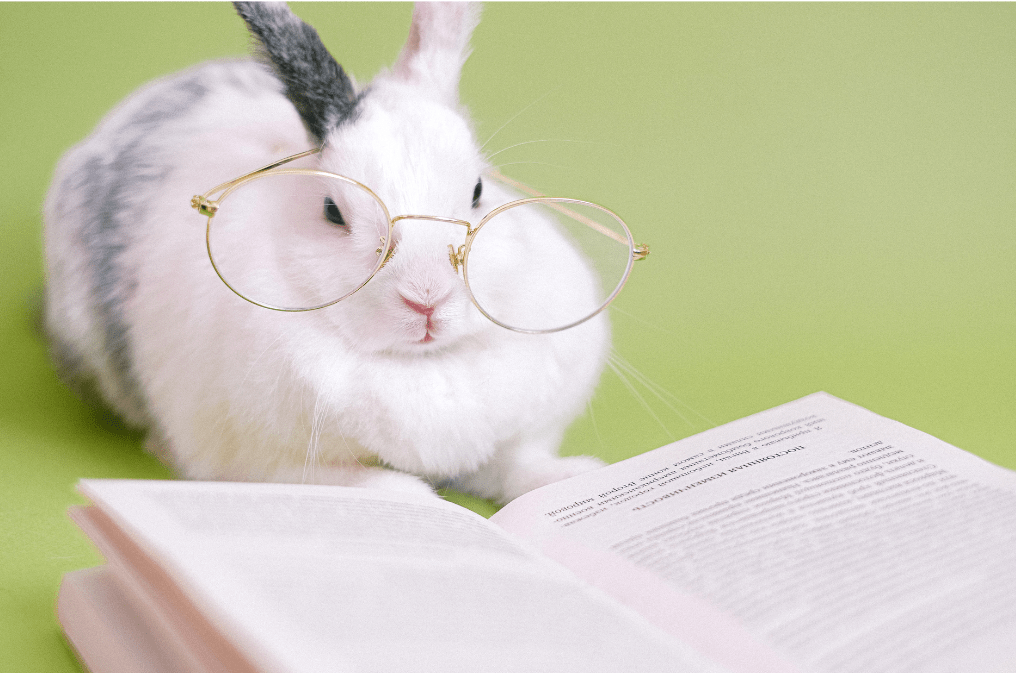 Rabbit Book