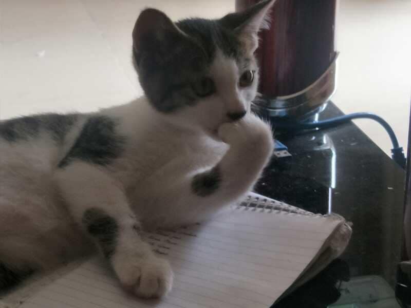 Dian Dian hard at work